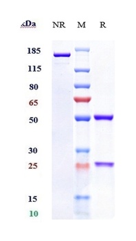 Anti-C1s Reference Antibody