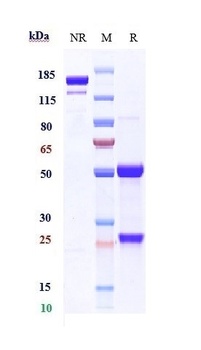 Anti-BST2 / CD317 Reference Antibody (XmAb 5592)