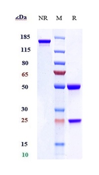 Anti-Klotho Beta Reference Antibody (RG7992)