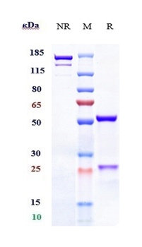 Anti-TNFSF13B / BAFF / CD257 Reference Antibody