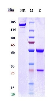 Anti-B7-H6 / NCR3LG1 Reference Antibody