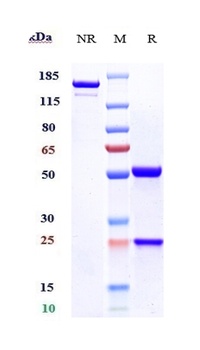 Anti-B7-H3 / CD276 Reference Antibody (enoblituzumab)