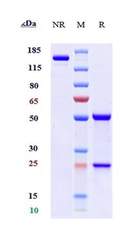 Anti-TNFSF13 / APRIL / CD256 Reference Antibody (BION-1301)