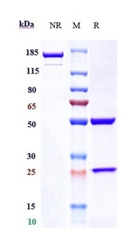 Anti-Alpha-synuclein Reference Antibody (prasinezumab)