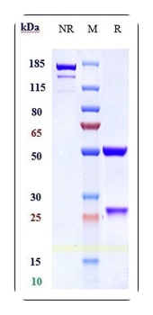 Anti-Alpha-synuclein Reference Antibody (cinpanemab)