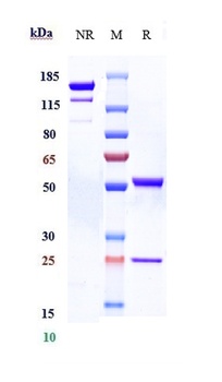 Anti-ACVR2B Reference Antibody (bimagrumab)