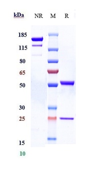 Anti-ACVR2B Reference Antibody