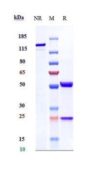 Anti-VEGFA Reference Antibody (bevacizumab)