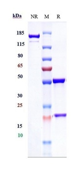 Anti-TNFSF2 / TNFa Reference Antibody (infliximab)