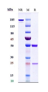 Anti-TNFSF2 / TNFa Reference Antibody (adalimumab)