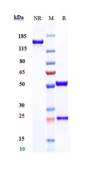 Anti-TIGIT Reference Antibody (tiragolumab)