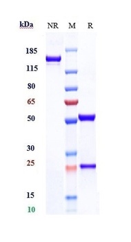 Anti-TIGIT Reference Antibody