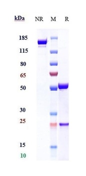 Anti-SLAMF7 / CS1 Reference Antibody (elotuzumab)