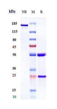 Anti-Siglec-15 / CD33L3 Reference Antibody