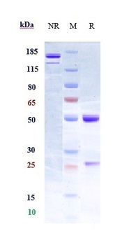 Anti-RGMA Reference Antibody (elezanumab)