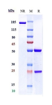 Anti-P-Selectin / CD62p Reference Antibody (inclacumab)