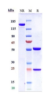 Anti-B7-H1 / PD-L1 / CD274 Reference Antibody (atezolizumab)