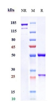 Anti-B7-H1 / PD-L1 / CD274 Reference Antibody