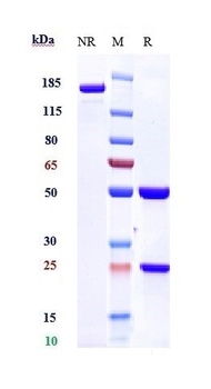 Anti-PDCD1 / PD-1 / CD279 Reference Antibody