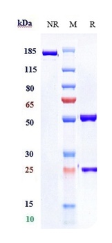 Anti-PDCD1 / PD-1 / CD279 Reference Antibody (pembrolizumab)