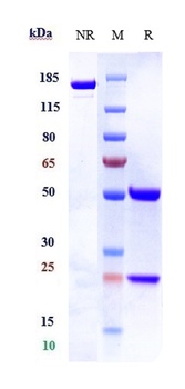 Anti-NKG2D / CD314 Reference Antibody