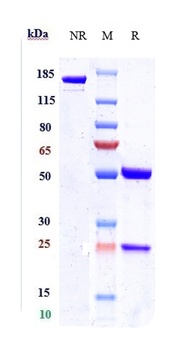 Anti-Nectin-4 Reference Antibody (enfortumab)