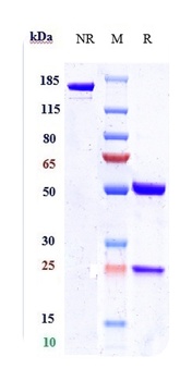 Anti-Nectin-4 Reference Antibody