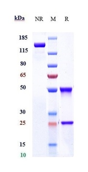 Anti-LILRB4 / ILT3 / CD85k Reference Antibody