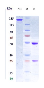 Anti-LIF Reference Antibody (MSC-1)