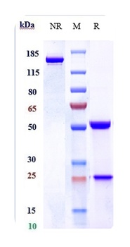 Anti-KIR3DL2 / CD158k Reference Antibody (lacutamab)