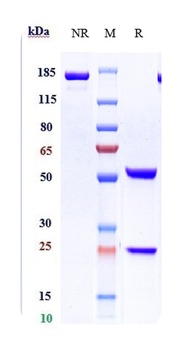 Anti-KIR Reference Antibody