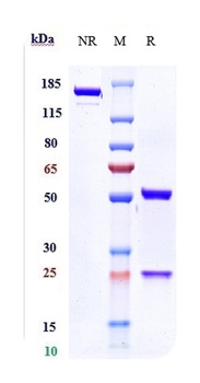 Anti-IL-6Ra / CD126 Reference Antibody
