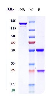 Anti-IL-6Ra / CD126 Reference Antibody