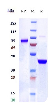 Anti-IL-6Ra / CD126 Reference Antibody (vobarilizumab)