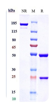 Anti-IL-6 / IFNb2 Reference Antibody (clazakizumab)