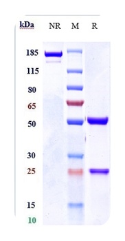 Anti-IL-1RAP / IL-1R3 Reference Antibody (nidanilimab)