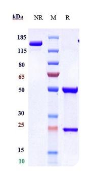 Anti-IL-17Ra / CD217 Reference Antibody