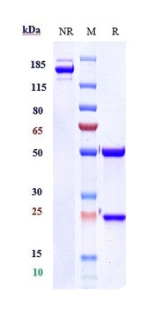 Anti-IL-15 Reference Antibody (ordesekimab)