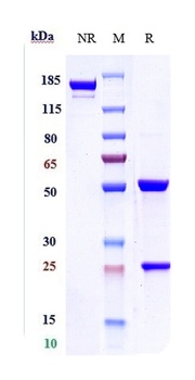 Anti-ERBB2 / HER2 / CD340 Reference Antibody