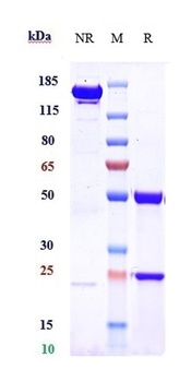 Anti-ERBB2 / HER2 / CD340 Reference Antibody (zanidatamab)