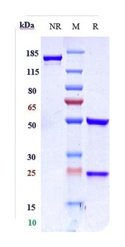 Anti-ERBB2 / HER2 / CD340 Reference Antibody