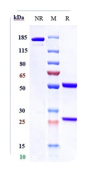 Anti-GPC3 / Glypican-3 Reference Antibody (codrituzumab)