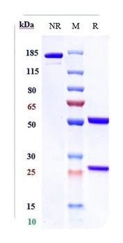 Anti-GPC3 / Glypican-3 Reference Antibody