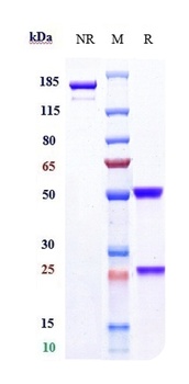 Anti-FOLR1 Reference Antibody