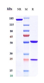 Anti-FOLR1 Reference Antibody (farletuzumab)