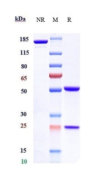 Anti-FOLR1 Reference Antibody