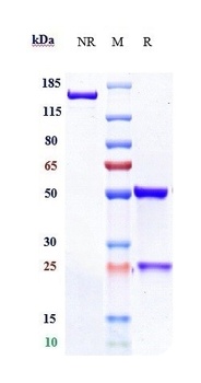 Anti-FGFR2 / CD332 Reference Antibody