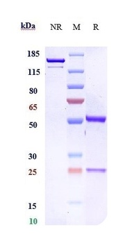 Anti-FGFR2 / CD332 Reference Antibody (bemarituzumab)