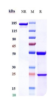 Anti-FcRn (FCGRT & B2M) Reference Antibody