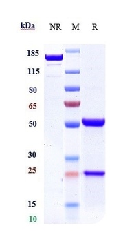 Anti-DLL3 Reference Antibody (rovalpituzumab)